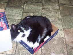 katt